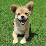 버스정류장 마중 나오던 유기견…가족이 됐다