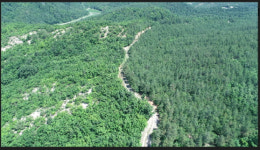 산불피해지 조림생존율 소나무 89%로 우수