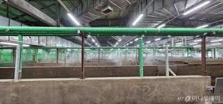 농장 동물의 복지가 완성되는 곳? 도드람 도축장은 달랐다