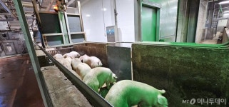 농장 동물의 복지가 완성되는 곳? 도드람 도축장은 달랐다