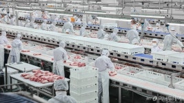 농장 동물의 복지가 완성되는 곳? 도드람 도축장은 달랐다