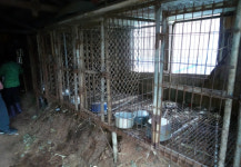 싹 데려가, 다 죽일거야…제주의 500마리 개농장