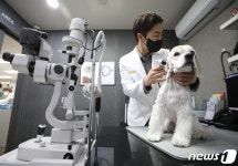 동물병원 진료비 베일 벗는다 농식품부, 진료비 공개시스템 운영