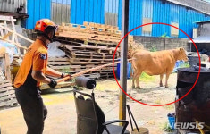 살고 싶소…도축장 탈출해 도심 달리던 소, 다시 작업장으로