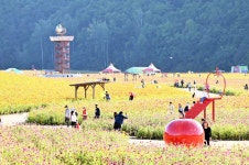 백일홍 가득… 산소카페 청송정원 개장