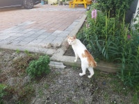 속초 고양이 마을로 2박3일 생활관광 오실…2인 16만원