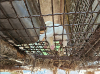 개농장 뜬장에 갇혀…음식물 쓰레기를 먹어봤다[남기자의 체헐리즘]