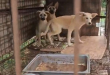 개농장 뜬장에 갇혀…음식물 쓰레기를 먹어봤다[남기자의 체헐리즘]
