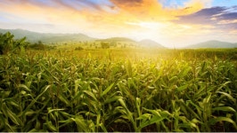 매년 200억 버는 골프장을 반도체공장으로