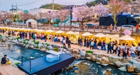 구미시, 여기서 다시 봄…금오천 벚꽃 페스티벌 개최