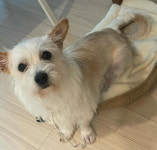 살고 싶어 예쁜 옷 입고 용기냈는데…파양된 호밀이