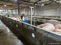 스트레스 안받은 돼지가 맛도 좋다 도축장의 변신