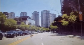 반포자이 앞 사슴 출몰…서울숲서 나왔나 로드킬 주의보[영상]