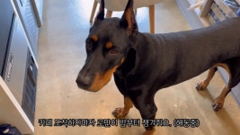 반려견 유튜버, 입마개 시비에…네 딸도 줄로 묶고 다녀 막말 논란