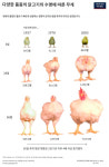 닭 200마리 vs 소 한 마리, 도살해야 한다면…당신의 선택은?