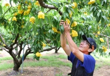 [르포] 수확 후 24시간 만에 마트로…태양의 과일 농장 가보니