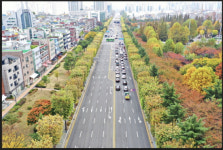 국내 명품 가로수길 6곳은 어디?