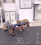 뒷다리 끌던 강아지, 뛰며 행복해하자…보호자가 펑펑 울었다[인류애 충전소]