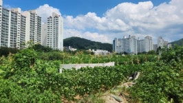 아파트 지을 자린데 대파·들깨가…10년 표류 오남 알박기 논란 진실은
