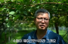 강우 많을수록 맛 없어져…밍밍한 샤인머스캣, 되돌리려면?