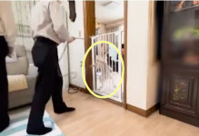 훈육이라며 개 목매달기…구독자 16만 행동 교정 유튜버 고발