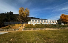 인구 96명 시골 폐교, 도축 직전 구조된 꽃풀소 5마리가 되살린다