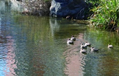 이렇게 맑은데 방치된 하천 살린 춘천 주민들…한달 1100만원 벌기도