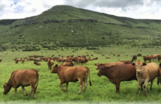 중국 수입금지 넘은 호주산 쇠고기 우리가 이겼다