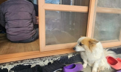 밖에서 가족만 기다려…9명 참변 홀로 남은 푸딩이, 동물단체서 구조