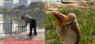 건국대 명물 거위인데…피 흘리도록 때린 60대의 최후