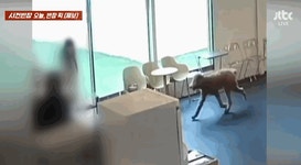 대형견에 퍽 맞고 코뼈 골절…애견호텔 우린 책임 없다