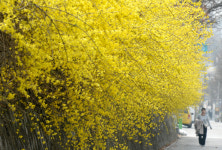 [오늘 날씨] 바람 불지만 초여름 같은 봄…내일 전국 단비