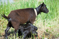 메뉴판에 떡하니 국산 또 속았다…염소고기 1억원 매출 올린 70대 점주