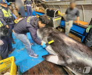바다의 로또 건진 군산 어민 함박웃음…5m 밍크고래 낙찰가는?