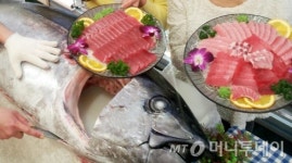 국내산 참다랑어 상품화 시동…민관 협의체 공식 출벌