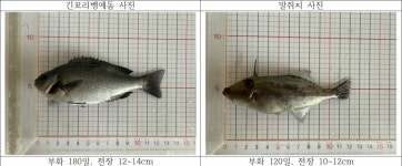제주해양수산연구원, 고수온에 강한 신어종 혼합양식 추진