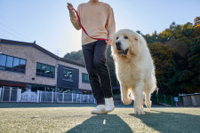 연휴에 반려동물 펫 시터에 맡겨도 될까…사고나면 책임은?