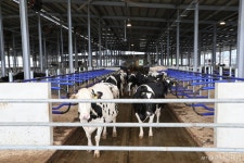 축산현장 저탄소 생산방식 확대…지속가능한 축산·온실가스 다 잡는다