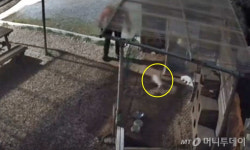 빨간 점퍼 이 남자 찾아요…마당 침입해 꼬리 치는 강아지들 내동댕이