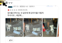 성시경 다녀간 용산 맛집...빈 가게에 14살 강아지 버리고 떠났다
