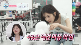 조이 가수 못 하게 되면 기술 필요…애견미용 자격증 도전