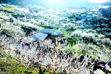 전남 광양 백운산, 가지마다 뭉게뭉게 하얀 꽃구름