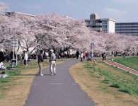 봄 여행 전국 꽃지도
