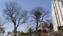 [서울 산책] 백년은 짧다…영원의 거리 양화진