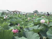 근심은 띄워 보내고 청아한 꽃에 물들다