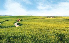 [국내여행] 상쾌한 초록빛 세상 VS 최고의 철쭉 군락지