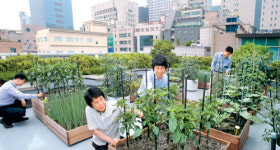 하늘농장서 채소 키워요