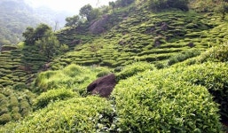 [Food-It] `찬` 녹차시장이 뜨거워진다!