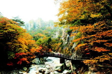 가을빛이 시리다…늦게 온 놈이 곱디 곱네