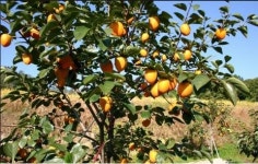 수익형부동산의 종결자, `상주 감나무 농원` 한정분양